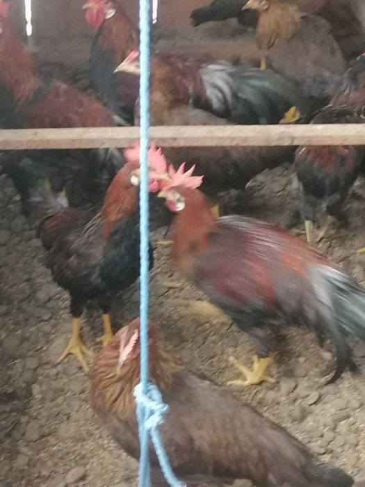 Puicute de gaini italiene potarnichii