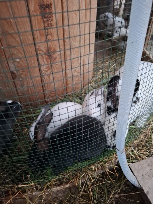 Pui iepure rex dalmațian