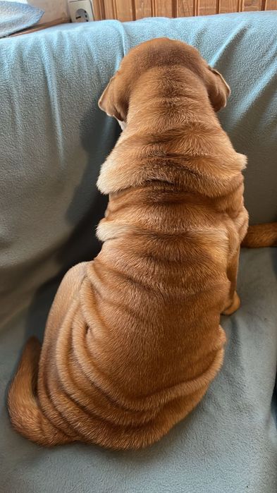 Прекрасен  Шарпей