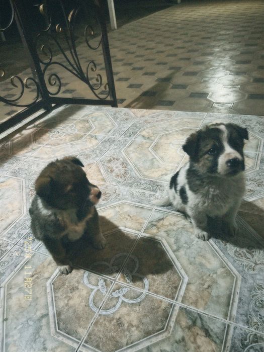 Щенята в добрые руки!