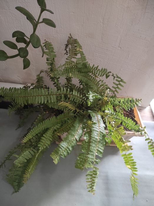 Папоротник срочно