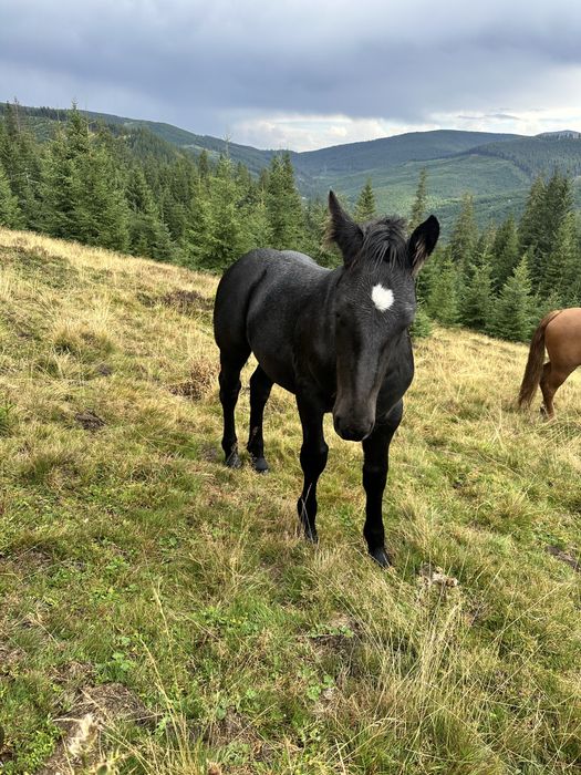 Vand mânză de 6luni jumate