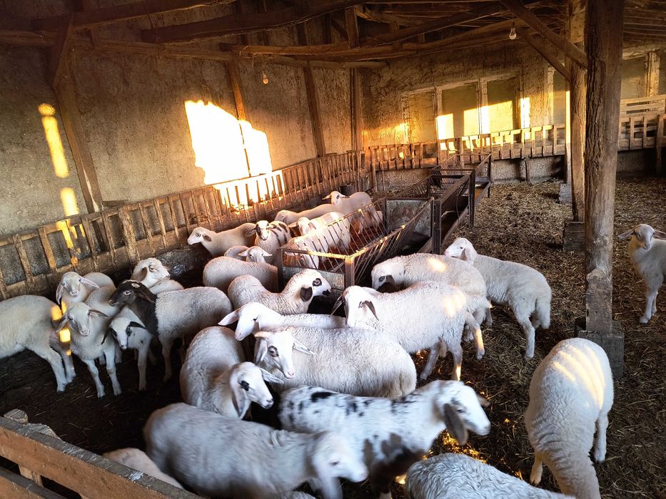 Продавам угоени агнета