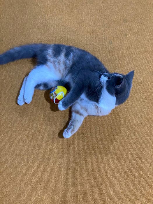 «Только в хорошие руки!  Наш котёнок ждёт своего заботливого хозяина.