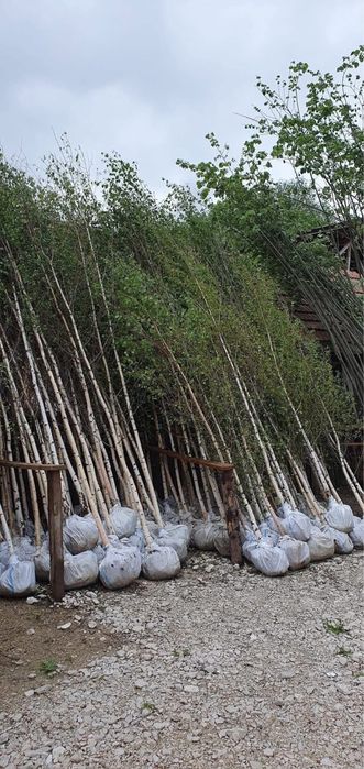 Mesteacan alb diferite inaltimi