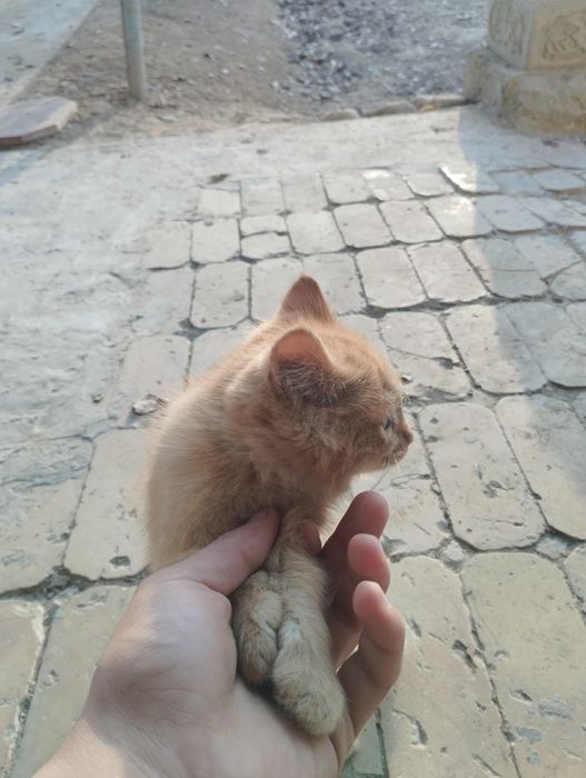 2 ta mushuk bor besplatna