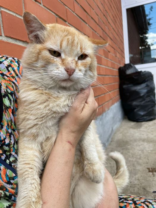 Прекрасный кот приблудный