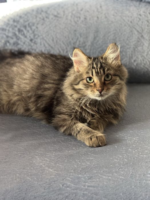 Котята бесплатно г Аксу