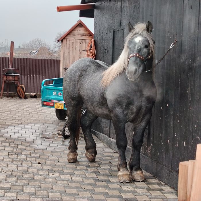 De vânzare Mânz de 2 ani