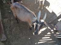 Продам жырных коз с козятами