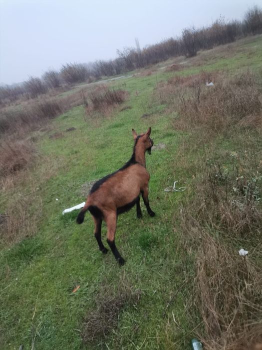 Tapisor Alpin Francez