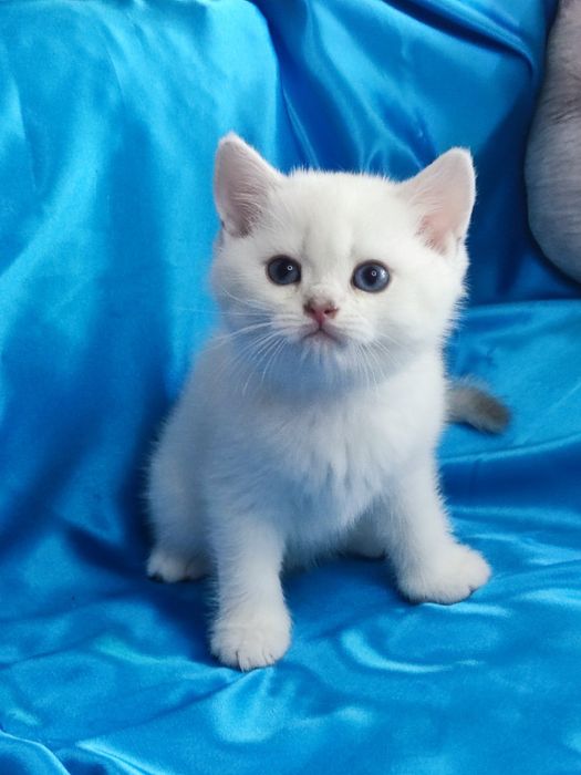 British shorthair NS 11 33  cu ochi  albaștri.