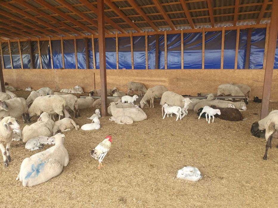 Vand 80 de oi , toate sunt cu miei, rasa merinos
