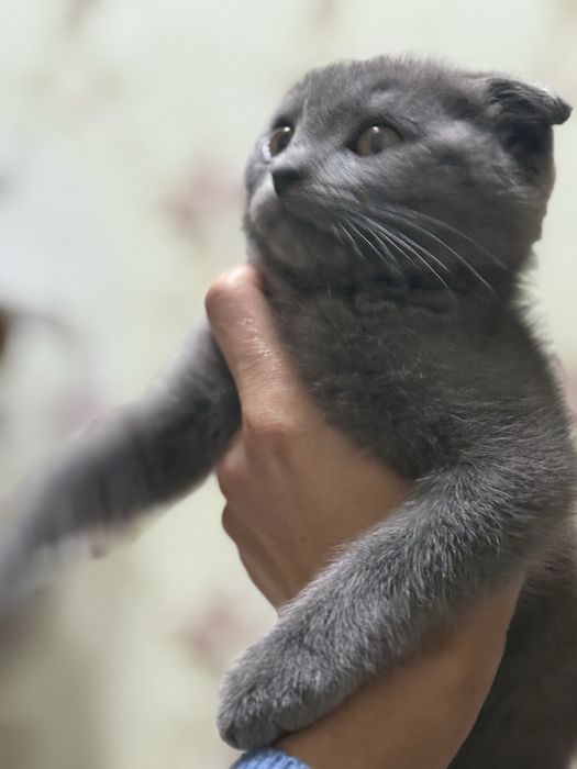 Мушукча сотилади