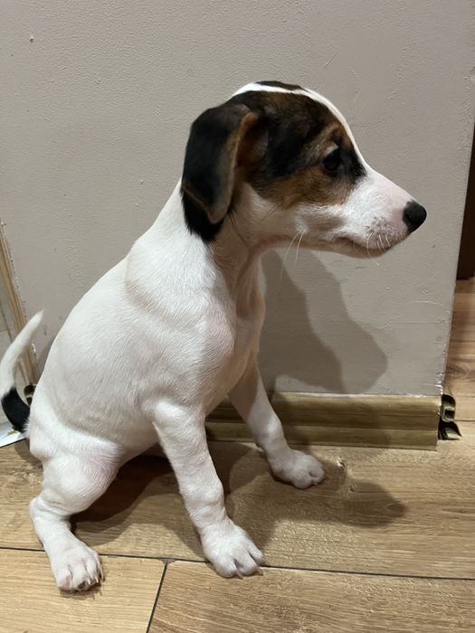 Джак Ръсел териер