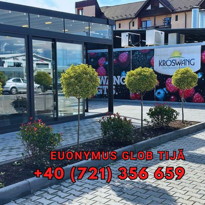 Plante pentru gradina terase si multe alte