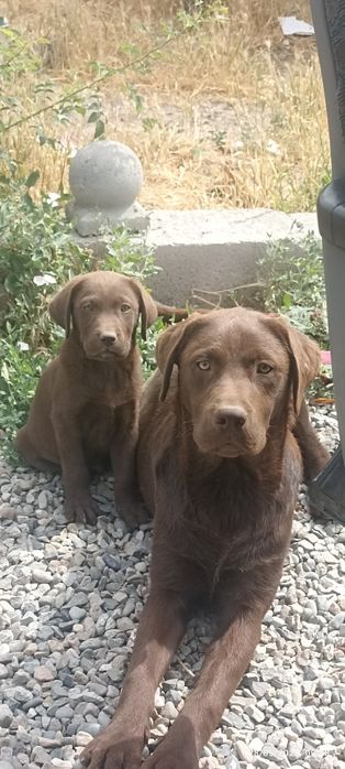 Лабрадор коричневый с документами породистый