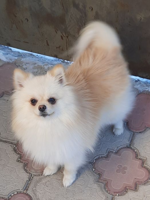 Вязка померанский шпиц