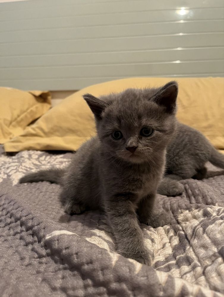 Продам.  Котенка…
