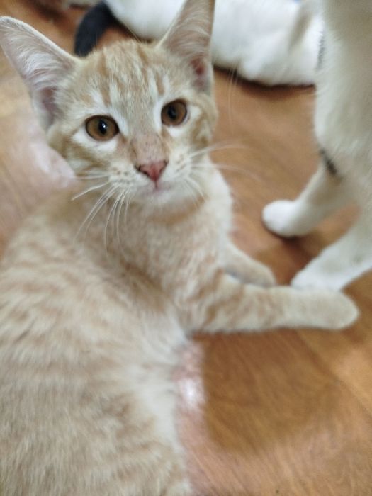 Мушукчалар хадяга берилади