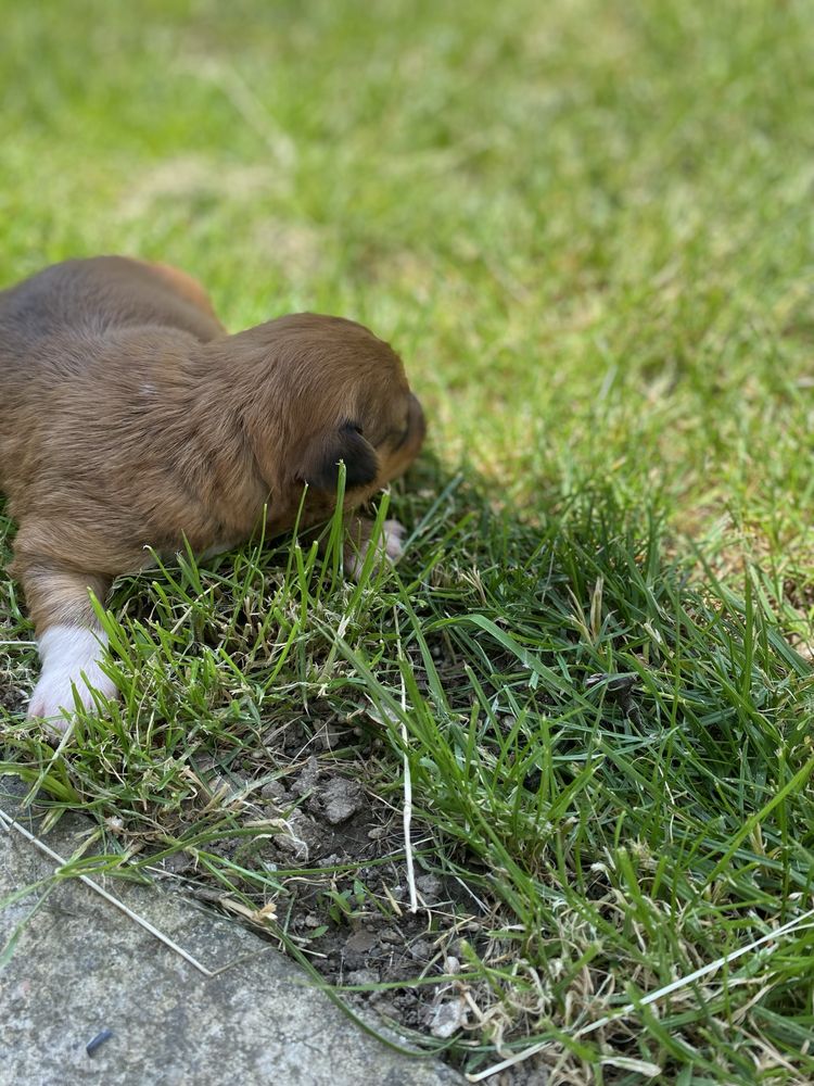 Trei Fetițe Adorabile Caută Cămin Plin de Dragoste În Vârstă De 3 Săpt