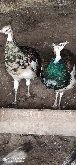 Păuni tineret umăr negru și arlechin 2025