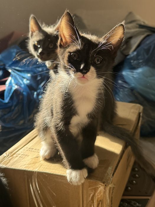 Котята домашние 2 месяца