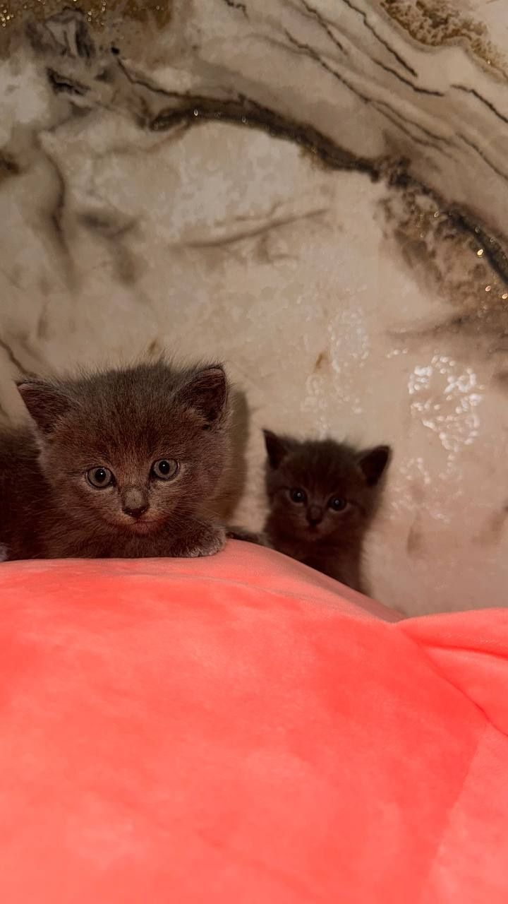 Продаётся Котяты!Зотилик мушук болалари сотилади