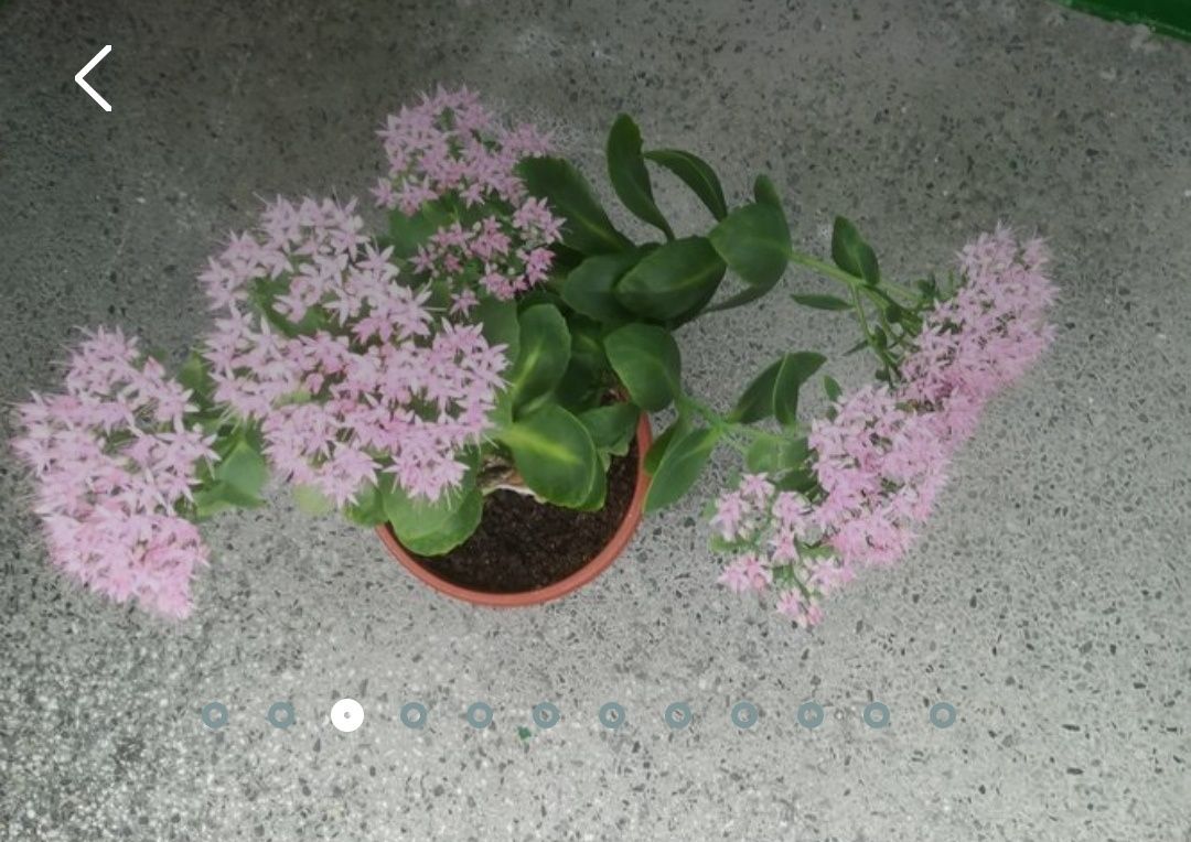 Фикус ЛИРАТА Исусов венец Дебела Мара!