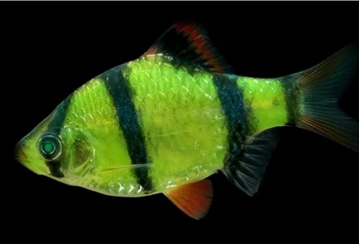 Барбус суматранский, GloFish (зелёный,  красный)