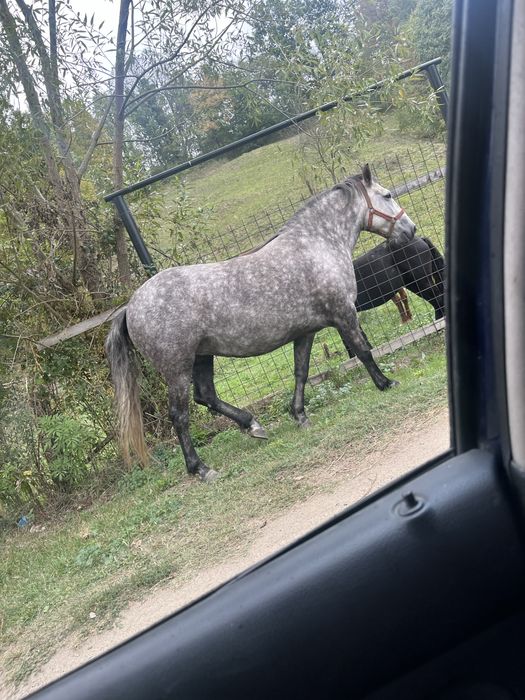 Vând iapă tânără