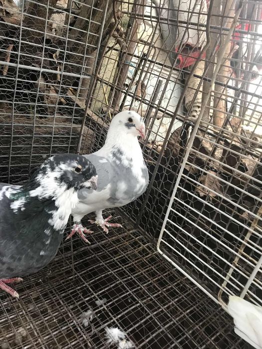 Vand sau schimb porumbei