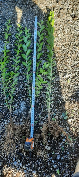 Жив плет Лигуструм