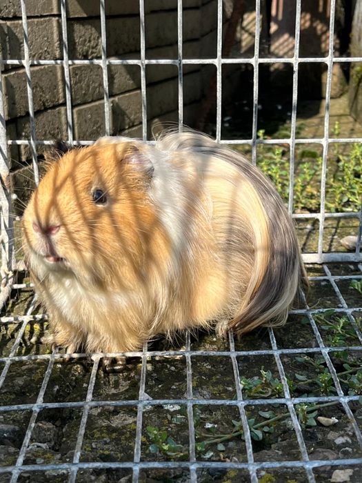 Porcușori de Guineea
