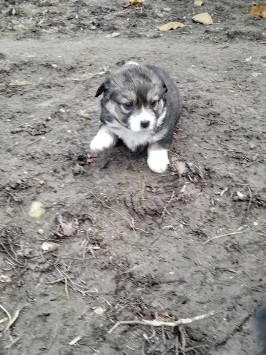 Donez catei rasa comuna