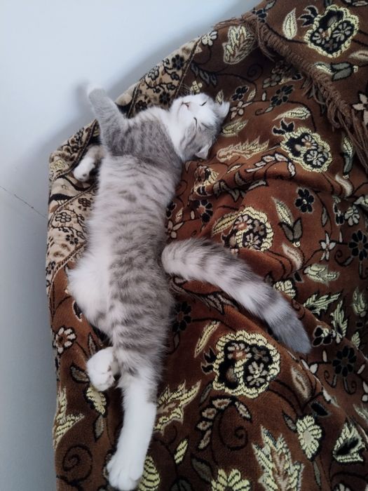 Кошка с ребенком в добрые руки