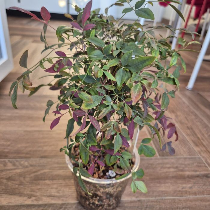 Комнатное деревце мини