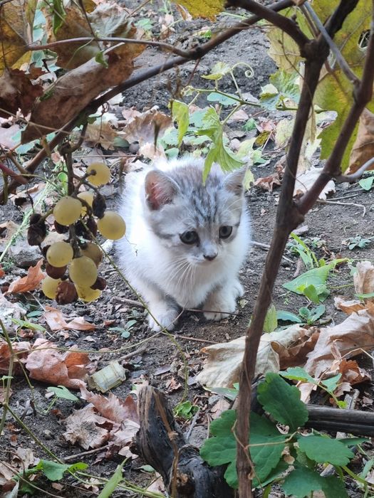 Отдам котенка в добрые руки