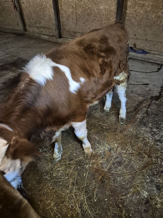 Vand vițel rasa baltata românească