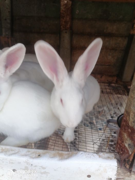 Продавам зайци порода цика