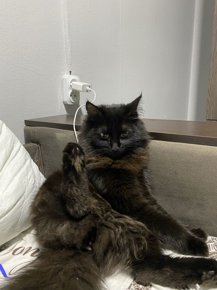 Котенок пушистый