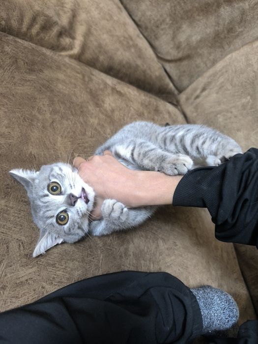 Skotish strayt toza qon