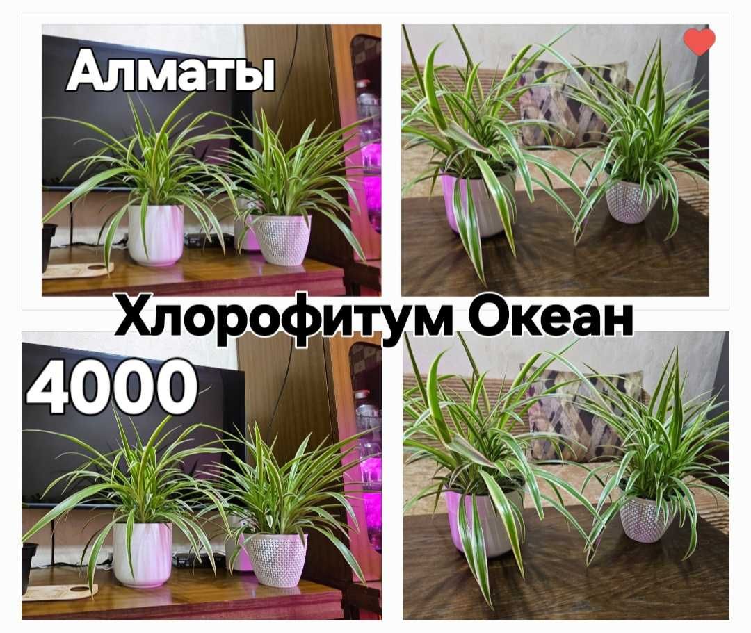 Хлорофитум океан, вариегатный.
