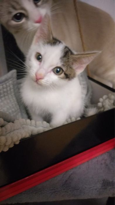 Котенок в добрые руки
