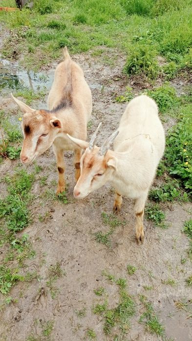 Vând inedită și tap