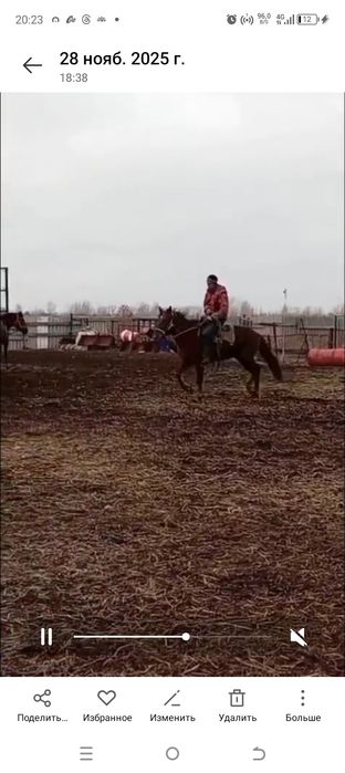 Обученный верховой конь