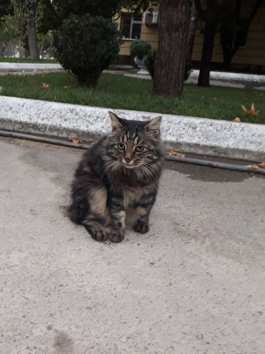 Отдам котиков в добрые руки. Их ждет отлов, давайте спасем