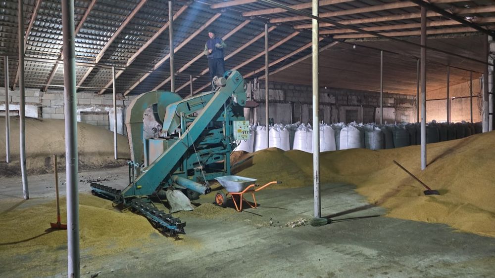 Продам семена льна золотистого