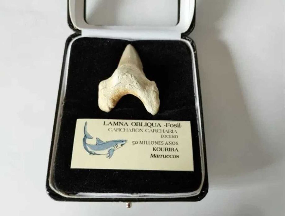 Colt, dinte rechin, circa 50 milioane ani