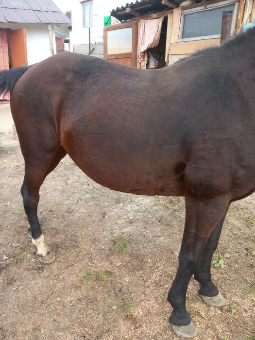 Vând doua iepe de 4 ani si 7 ani